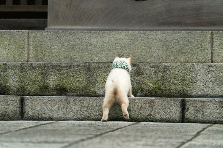 秘蔵写真満載二十三代目 豆助 は 初めての白柴犬 階段上りも 走るのもだ い好き 二代目 和風総 テレ東プラス