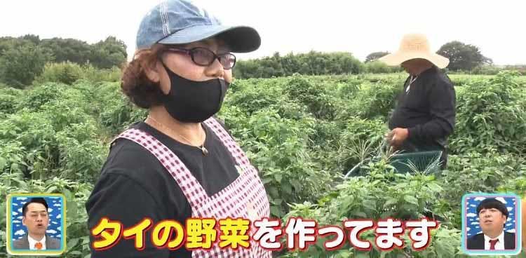 深夜の大都会でバカ売れ 茨城で本場のタイ野菜を作るウワサの働き者夫婦を追跡 Youは何しに日本へ テレ東プラス 深夜の大都会でバカ売れ 茨城で本場のタイ野菜を作るウワサの働き者夫婦を追跡 Youは何しに日本へ テレ東プラス