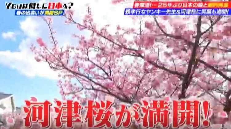 満開の河津桜に集まる美人youたちが 桜の下で明かした意外な本音 Youは何しに日本へ テレ東プラス