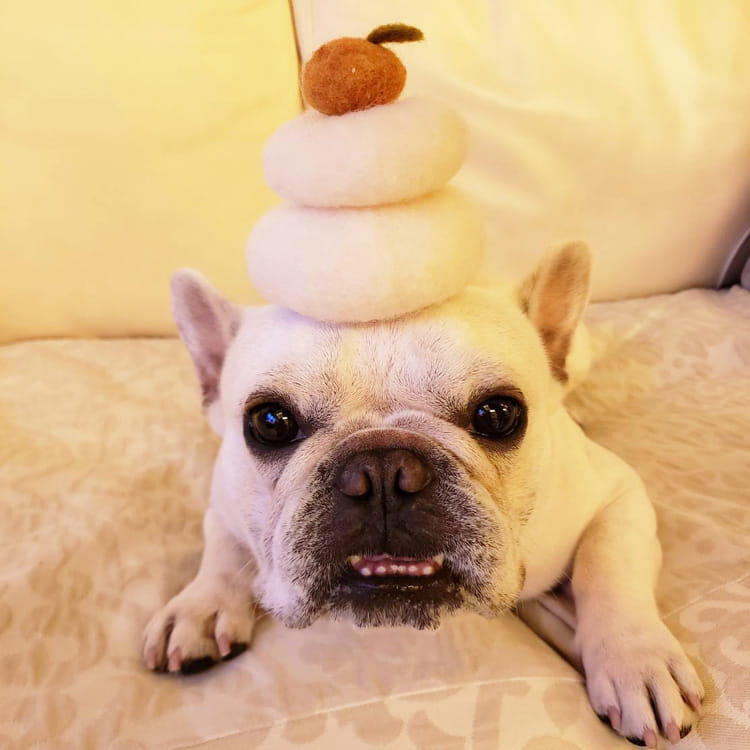 奇跡の感動秘話 息をしていない 仮死状態で誕生したアシカの赤ちゃんを救った飼育員たち どうぶつ テレ東プラス