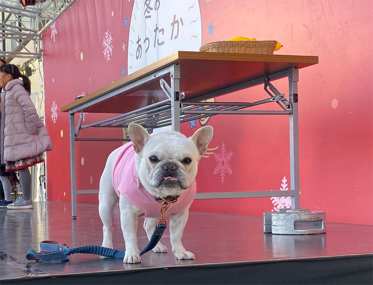 奇跡の感動秘話 息をしていない 仮死状態で誕生したアシカの赤ちゃんを救った飼育員たち どうぶつ テレ東プラス