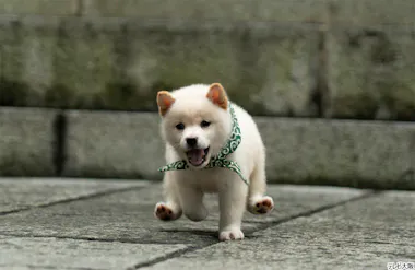 秘蔵写真満載二十三代目「豆助」は、初めての白柴犬！ 階段上りも 