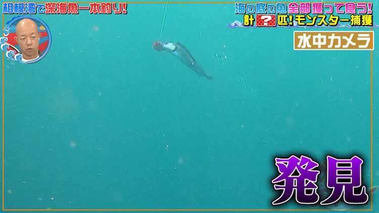 激ウマ 青い目を持つ巨大ザメ は釣れるのか 深海魚界の若き異端児が相模湾に挑む テレ東プラス