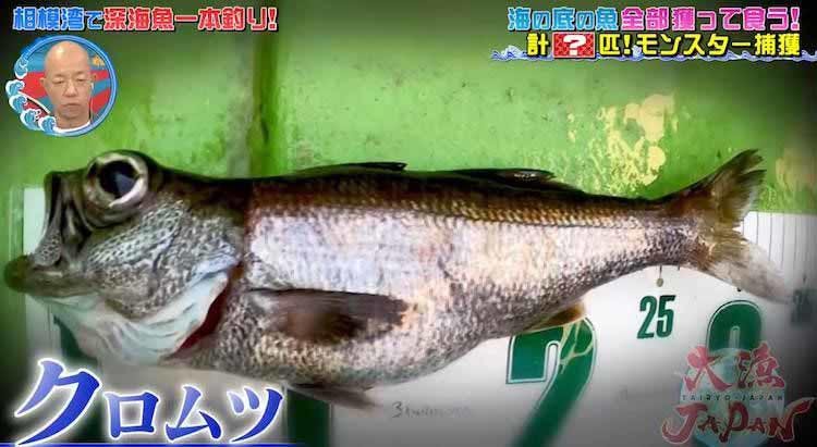 激ウマ 青い目を持つ巨大ザメ は釣れるのか 深海魚界の若き異端児が相模湾に挑む テレ東プラス