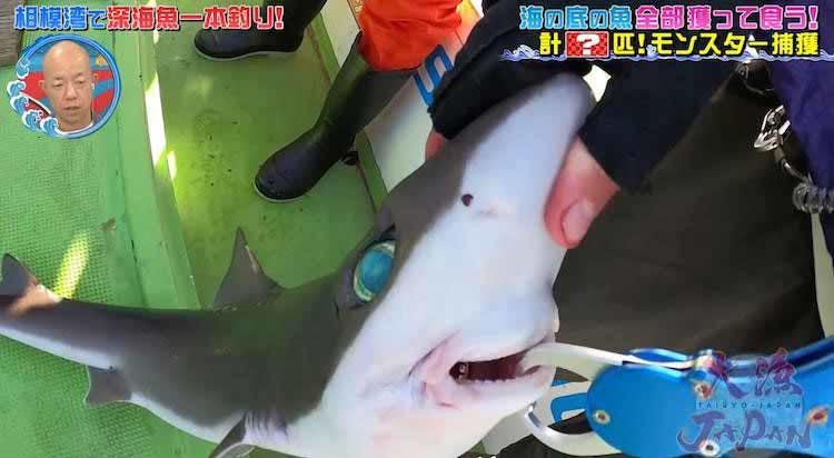 激ウマ 青い目を持つ巨大ザメ は釣れるのか 深海魚界の若き異端児が相模湾に挑む テレ東プラス