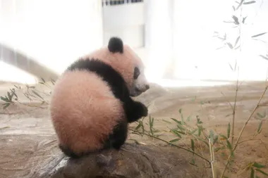 さよならシャンシャン、ありがとう！てへぺろ、壁ドン、でんぐり返し