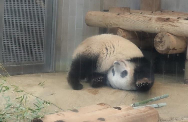 さよならシャンシャン、ありがとう！てへぺろ、壁ドン、でんぐり返し