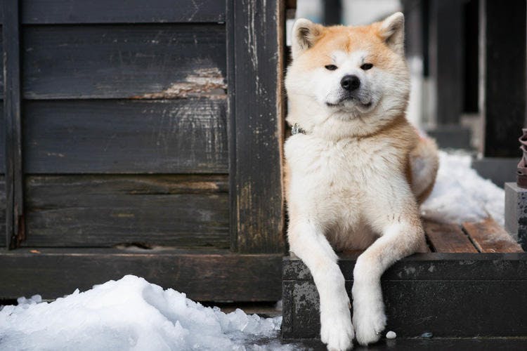 秋田犬が ワンオーナードッグ と呼ばれる理由 秋田犬を飼う前に知っておきたいこと テレ東プラス