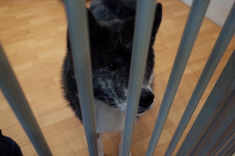 秋田犬が ワンオーナードッグ と呼ばれる理由 秋田犬を飼う前に知っておきたいこと テレ東プラス 秋田犬が ワンオーナードッグ と呼ばれる理由 秋田犬を飼う前に知っておきたいこと テレ東プラス