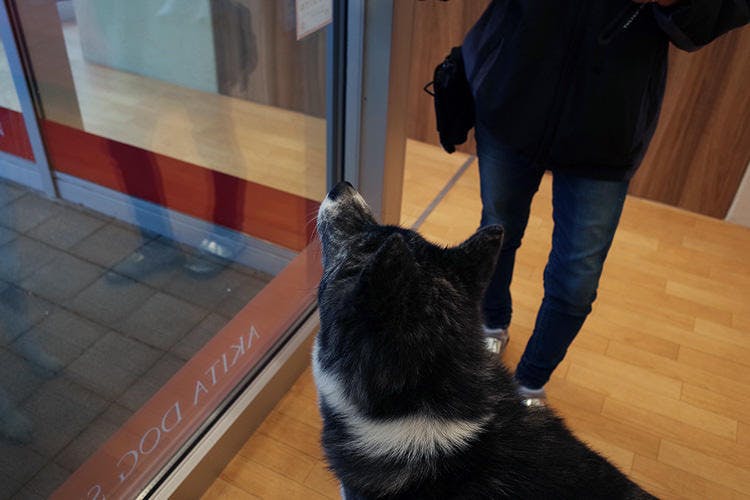 世界中で人気の秋田犬 その裏にある 殺処分されてしまう 秋田犬の実情 テレ東プラス 世界中で人気の秋田犬 その裏にある 殺処分されてしまう 秋田犬の実情 テレ東プラス