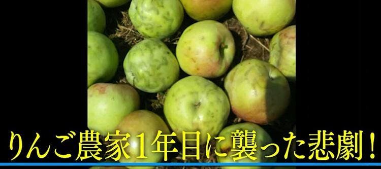 泣きながら廃棄した りんご農家１年目に襲われた悲劇 フェス人口万人 パッチワークキルトの テレ東プラス