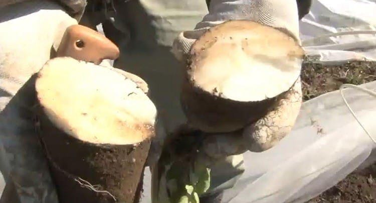 拒食症 死を覚悟したことも 借金1億円生活を這い上がった 元パリコレモデル テレ東プラス 拒食症 死を覚悟したことも 借金1億円生活を這い上がった 元パリコレモデル テレ東プラス