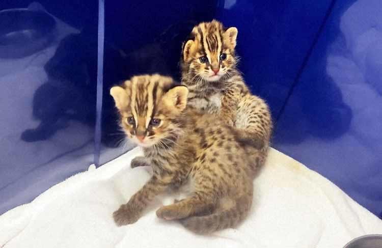癒し度100 日本全国の動物園でうまれた赤ちゃんの可愛い映像が盛り沢山 今年うまれた動物園の赤ち テレ東プラス 癒し度100 日本全国の動物園でうまれた赤ちゃんの可愛い映像が盛り沢山 今年うまれた動物園の赤ち テレ東プラス