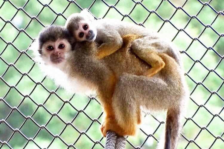 癒し度100 日本全国の動物園でうまれた赤ちゃんの可愛い映像が盛り沢山 今年うまれた動物園の赤ち テレ東プラス