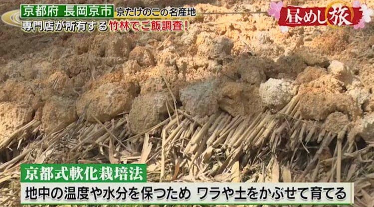 煮物や天ぷら 今が旬 京たけのこ でグルメ 昼めし旅 あなたのご飯見せ テレ東プラス 煮物や天ぷら 今が旬 京たけのこ でグルメ 昼めし旅 あなたのご飯見せ テレ東プラス