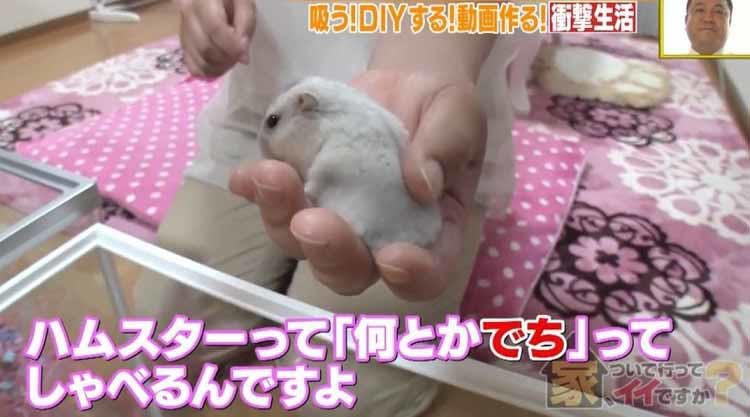 衝撃 ハムスター100匹以上と生活 ハムスター吸い ってナニ 仕事は完全に無いけど テレ東プラス 衝撃 ハムスター100匹以上と生活 ハムスター吸い ってナニ 仕事は完全に無いけど テレ東プラス