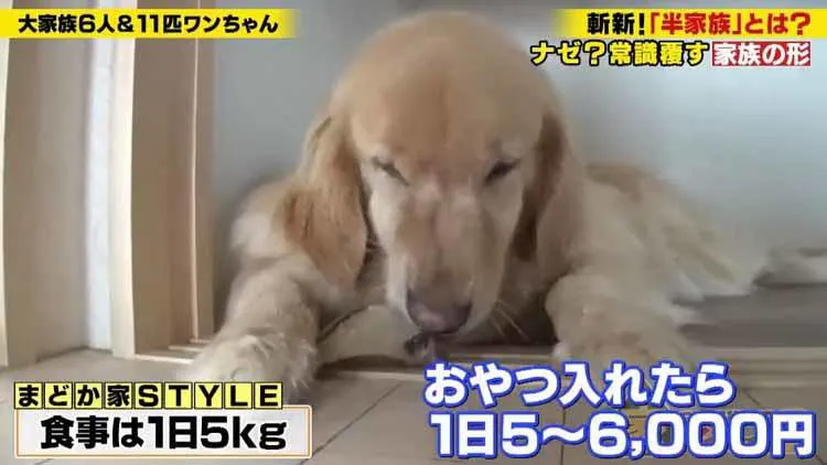 11匹の愛犬のために 夫婦も友人親子も 川の字 で 近所なのに同居生活する事情とは 家 ついて テレ東プラス