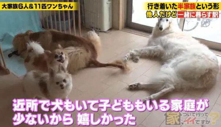 11匹の愛犬のために 夫婦も友人親子も 川の字 で 近所なのに同居生活する事情とは 家 ついて テレ東プラス