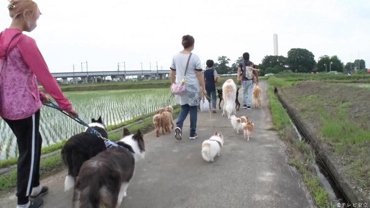 心霊シェアハウス？総勢11匹...犬に囲まれた㊙︎半家族、 壮絶！物、物、物だらけ、今が気になる”レジェンド家主”と中継！など...  激変した人生を生きる人々が登場！：家、ついて行ってイイですか？ | テレビ東京・ＢＳテレ東の読んで見て感じるメディア テレ東プラス