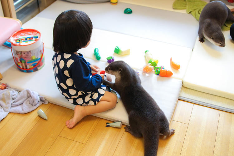 Instagramで大人気！カワウソの「竹ちゃん」＆「葵ちゃん」に会ってき 