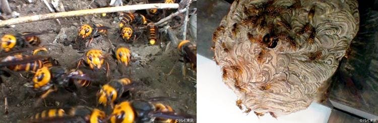 世界最大オオスズメバチ 凶暴キイロスズメバチが大量発生 コロナ禍に急増 屋根裏に巣食う生物の正体 テレ東プラス