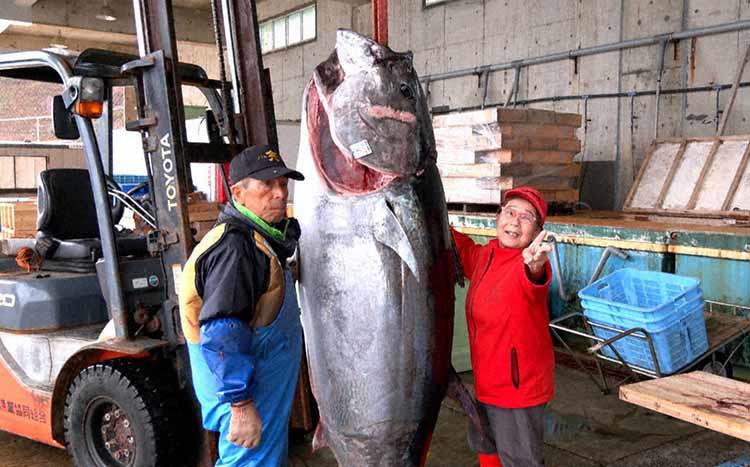大間No.1漁師が！愛妻亡くしたやもめ漁師が！76歳のベテラン漁師が