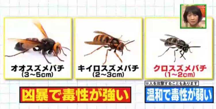 栄養満点 美容効果も 平均年齢63歳の男たちが山の中を猛ダッシュしてまで捕獲する生物 たけしのニ テレ東プラス