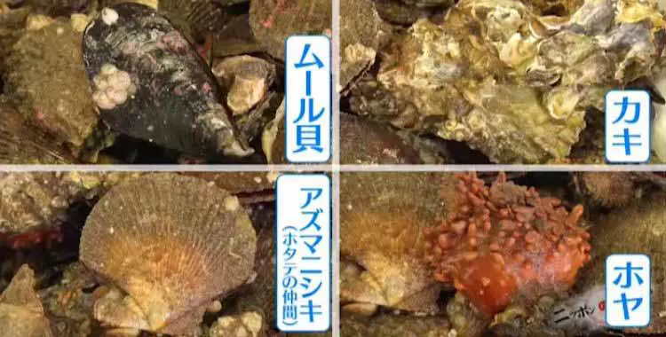 とれたて食材で作られた 絶品フルコース が00円 山の上でも満席な 仙 テレ東プラス