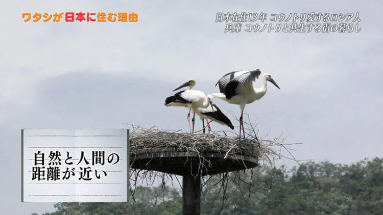 コウノトリに導かれてロシアからニッポンへ ワタシが日本に住む理由 テレ東プラス