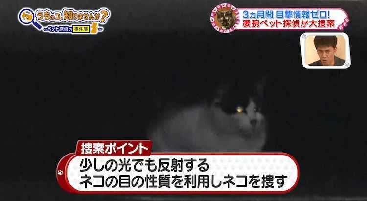 感動 亡き主人を探して愛猫が行方不明に ペット探偵 の全貌にカメラが密着 捜索方法も伝授 テレ東プラス