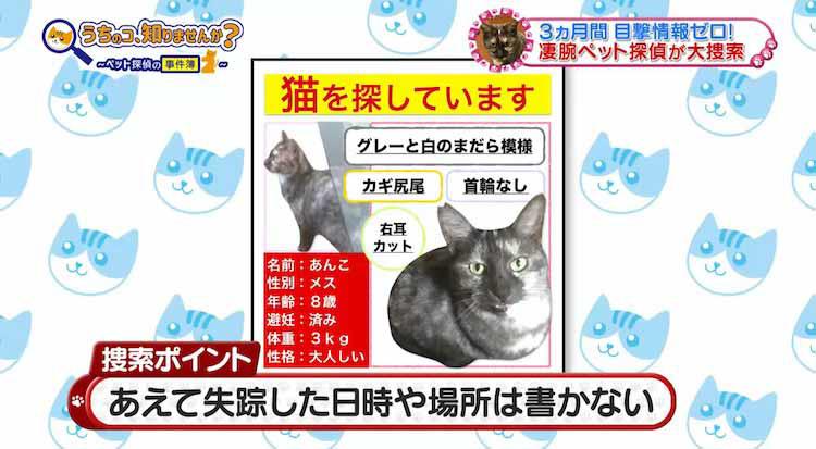 感動＞亡き主人を探して愛猫が行方不明に「ペット探偵」の全貌に 