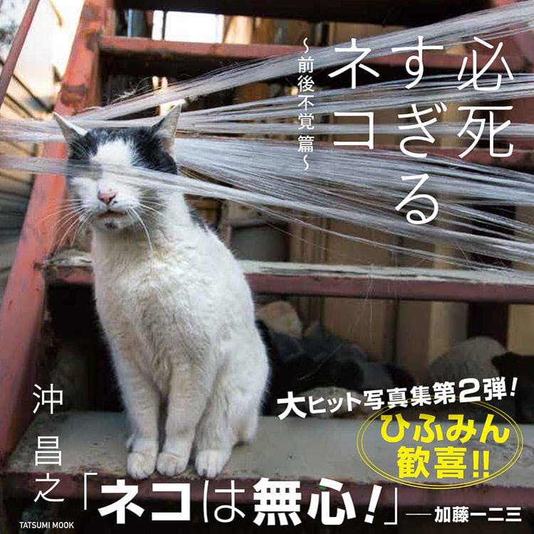 必死すぎるネコ』のフォトグラファー・沖昌之さんの”人生を激変させた衝撃的なネコR...｜テレ東プラス