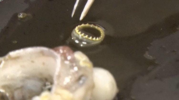 築地でイカを大量にお買い上げ 全身イカファッションで決める 謎の女性 の気に テレ東プラス