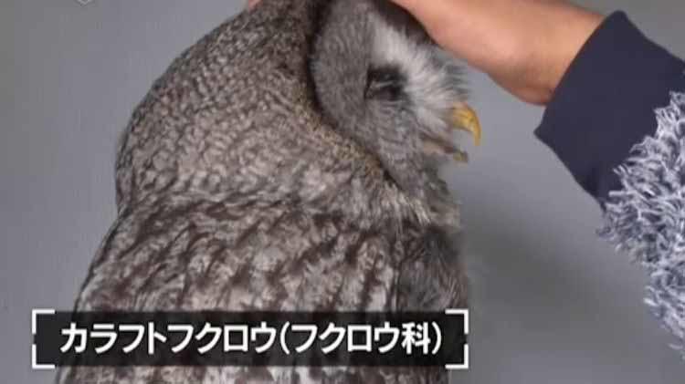 ペット動物好き 販売 ペット動物好き男女 意外な一面 優しさたっぷり動物好き特集 in 立川個室 パークアベニュー 6月16日