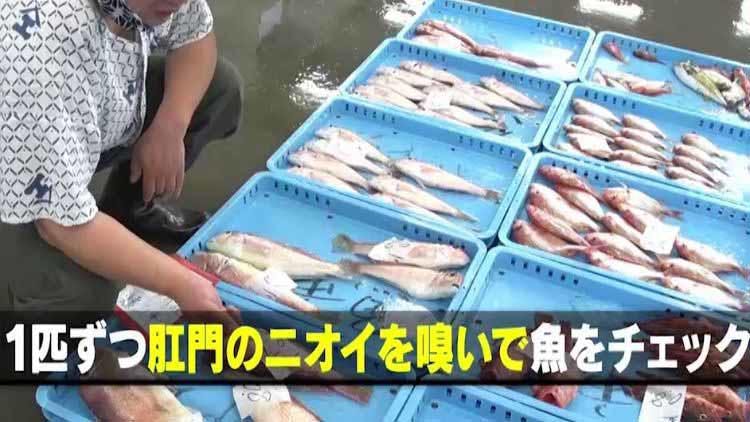 ミシュランシェフがこぞって仕立てを頼む鮮魚店 高級寿司が驚きの価格だった テレ東プラス