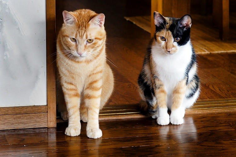 原因は夫の実家の愛猫たち猫アレルギー発症で夫婦の危機。解決策は 
