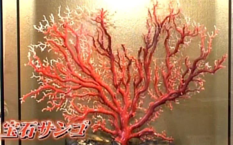 アクセサリー赤珊瑚
