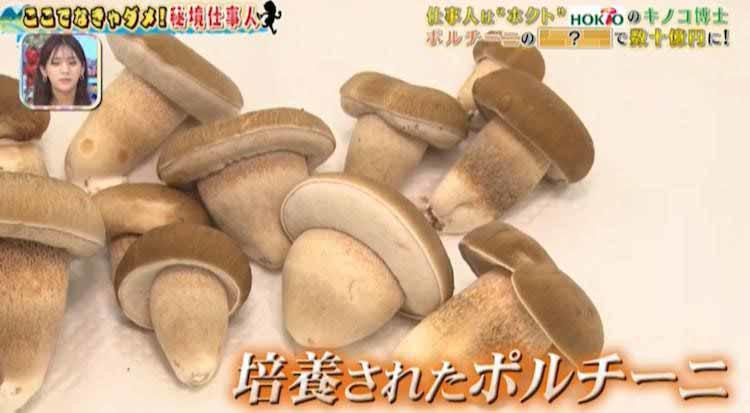 たまちゃんページ　/約1.5kg ポルチーニ　天然きのこ 見つけたら数十億円！？山奥でお宝を探す秘境仕事人に密着！ | テレビ