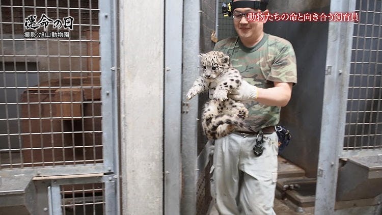 悲劇そして感動 旭山動物園 のベテラン飼育員に密着 運命の日 ニッポン テレ東プラス