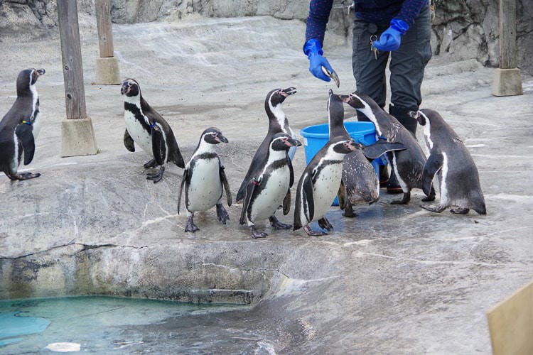 ざんねんないきもの事典 の監修者が動物園を徹底ガイド 知っておきたい動物の面白ポイント テレ東プラス