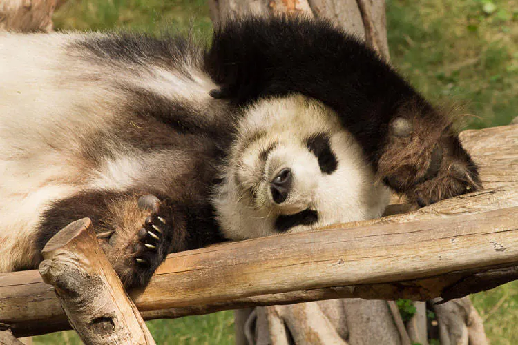 ざんねんないきもの事典 の監修者が動物園を徹底ガイド 知っておきたい動物の面白ポイント テレ東プラス ざんねんないきもの事典 の監修者が動物園を徹底ガイド 知っておきたい動物の面白ポイント テレ東プラス