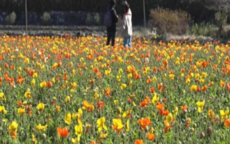 1000万本の花畑 早春の南房総 花づくし 箱根屈指の温泉旅館と絶景富士山 伊香保 草津を巡る湯け テレ東プラス