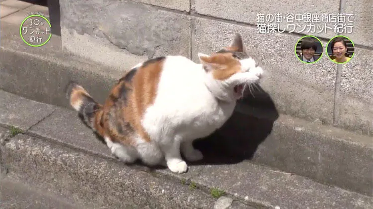何匹出会える 谷中銀座商店街で 街猫 をさがせ バカリズムの30分ワンカ テレ東プラス