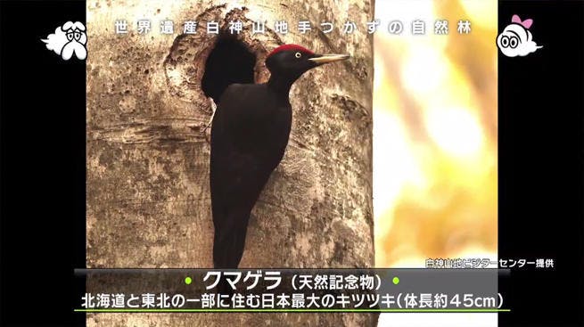 世界遺産維持の難しさ 廃校舎の再利用 歴史のある木の都 白神山地から秋田県能代の空を散歩 テレ東プラス 世界遺産維持の難しさ 廃校舎の再利用 歴史のある木の都 白神山地から秋田県能代の空を散歩 テレ東プラス