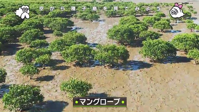 ピンク色のホテル 世界一美しいロケット発射場 マングローブの森 種子島の空からの絶景 空から日本を見 テレ東プラス ピンク色のホテル 世界一美しいロケット発射場 マングローブの森 種子島の空からの絶景 空から日本を見 テレ東プラス