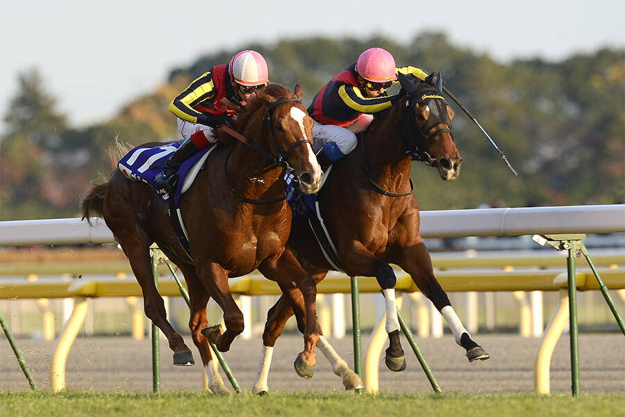 カーインライジング 香港スプリント ぬいぐるみ 香港国際競走 日本未