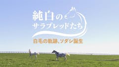 純白のサラブレッドたち ～白毛の軌跡、ソダシ誕生～