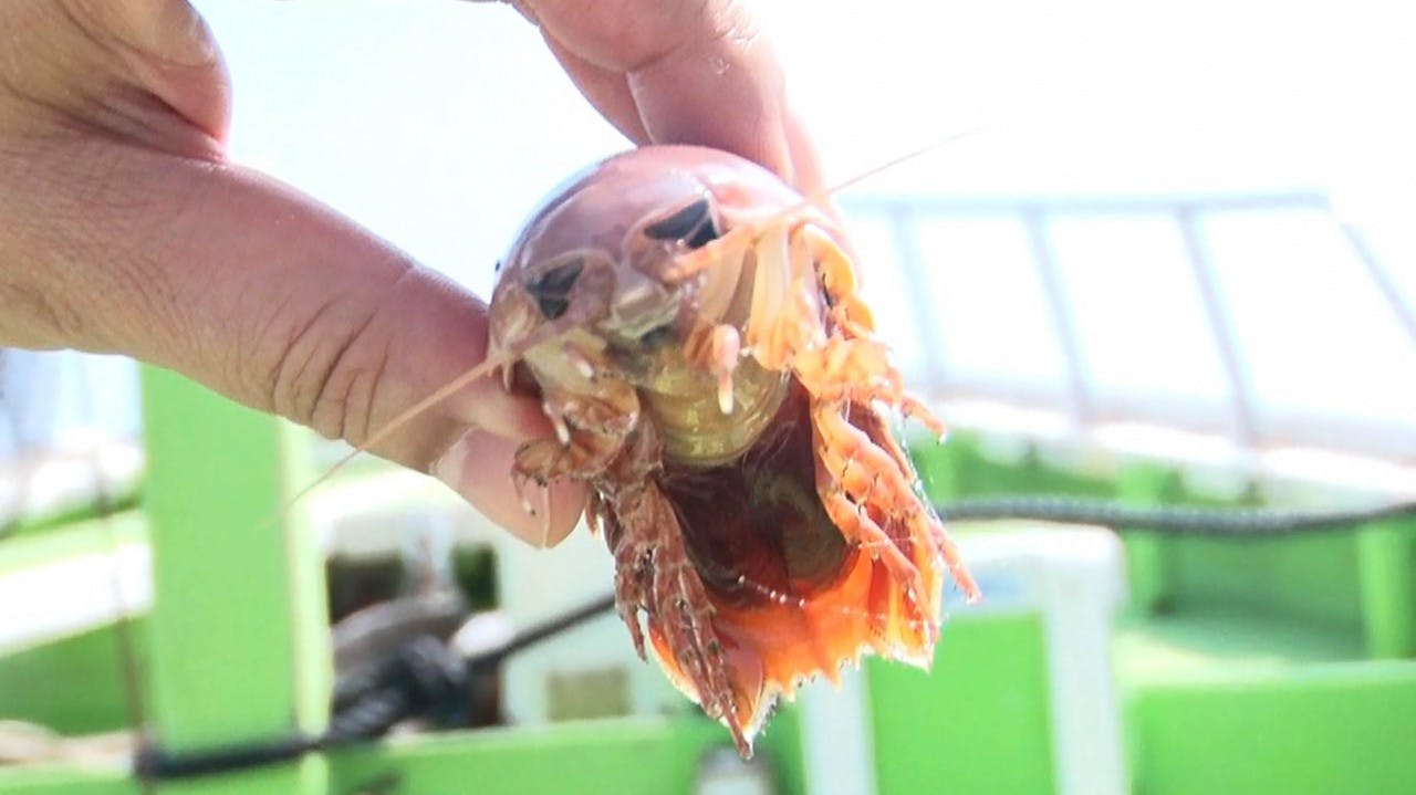 日曜ビッグ 東京湾大調査 お魚ぜんぶ獲ってみた 深海500ｍカメラ仕掛けたら テレビ東京 17 9 17 19 54 Oa の番組情報ページ テレビ東京 ｂｓテレ東 7ch 公式