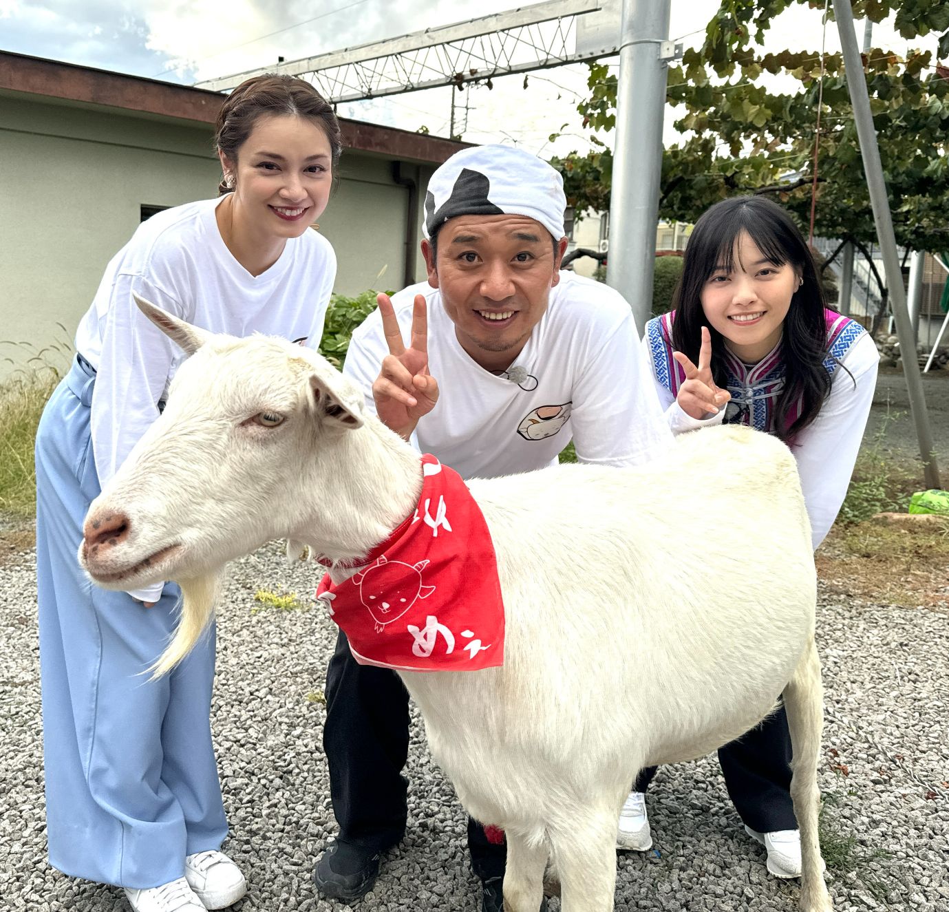 ヤギと大悟【元乃木坂エース・西野七瀬！平愛梨がまさかの大号泣 ...