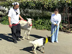 ヤギと大悟